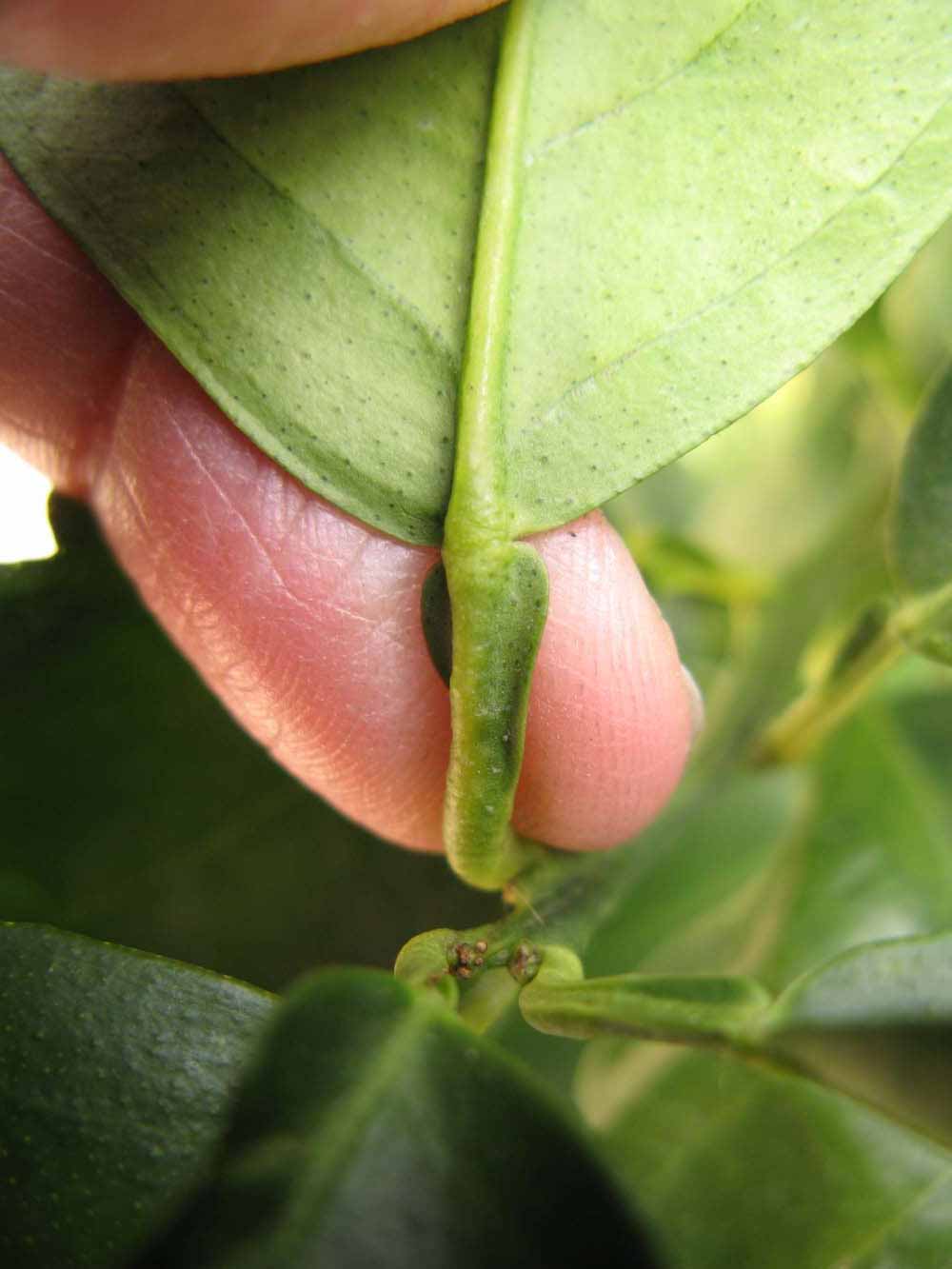              Petiole (Winter Haven, FL)       